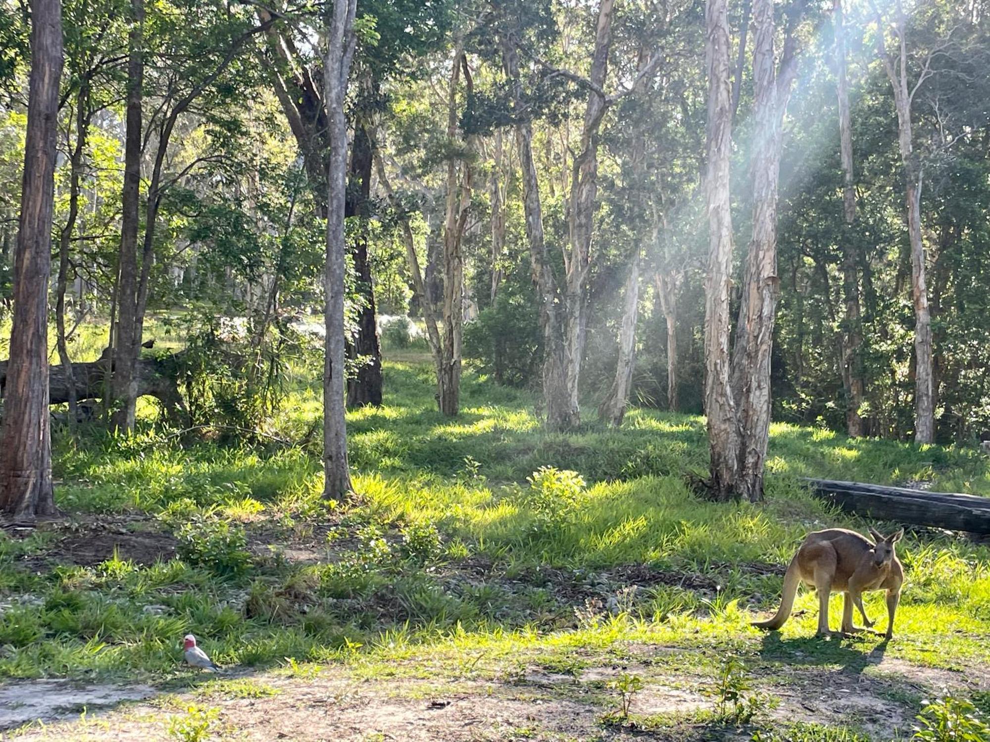 Coastal Bush Gateway Nr South West Rock * Arakoon